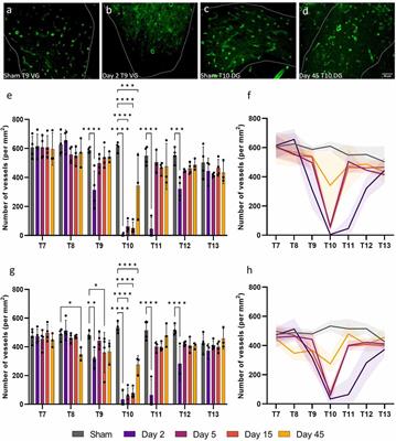 Spatiotemporal microvascular changes following contusive spinal cord injury